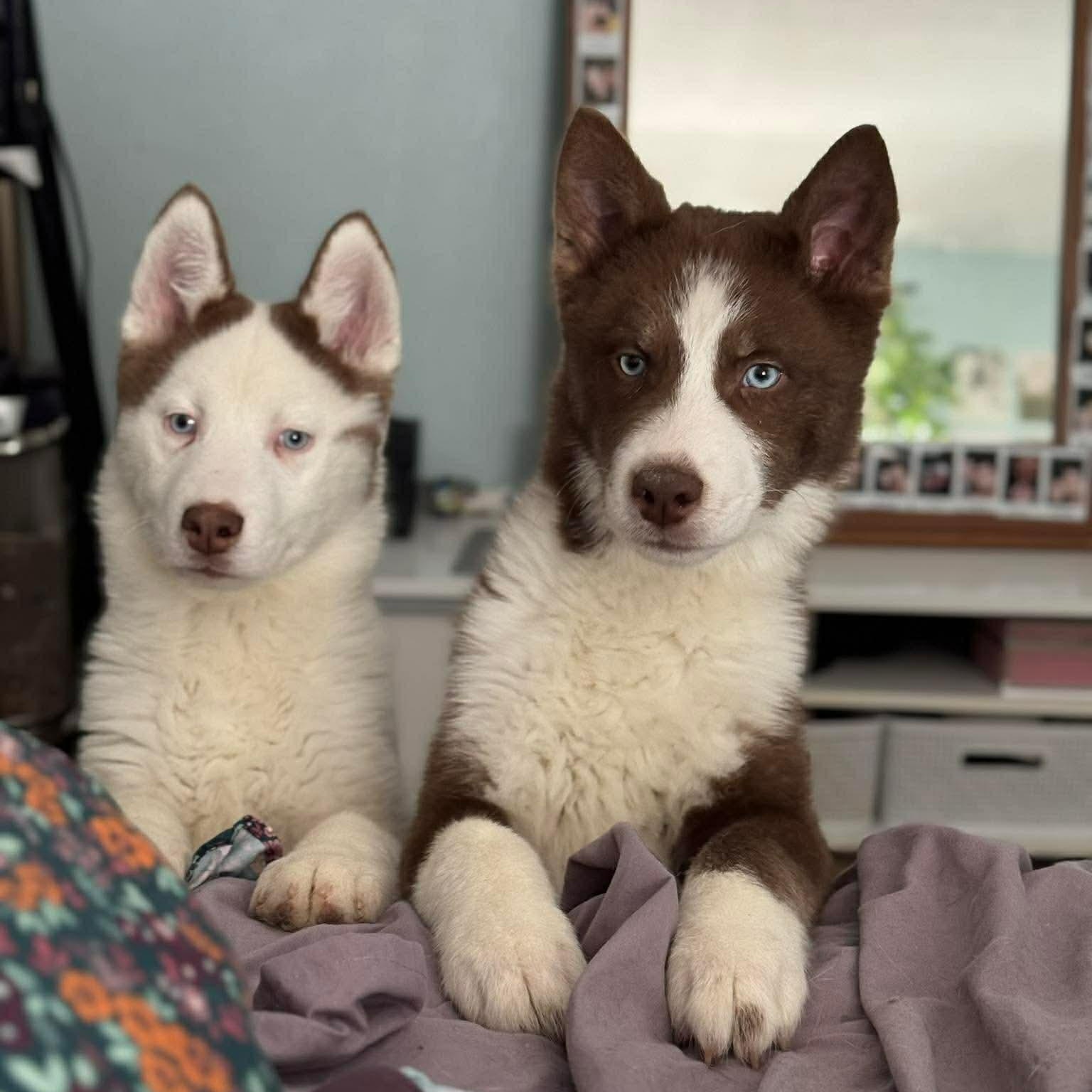 Enlarge Tundra, an adopted mixed breed in Greensburg, PA image 3/6