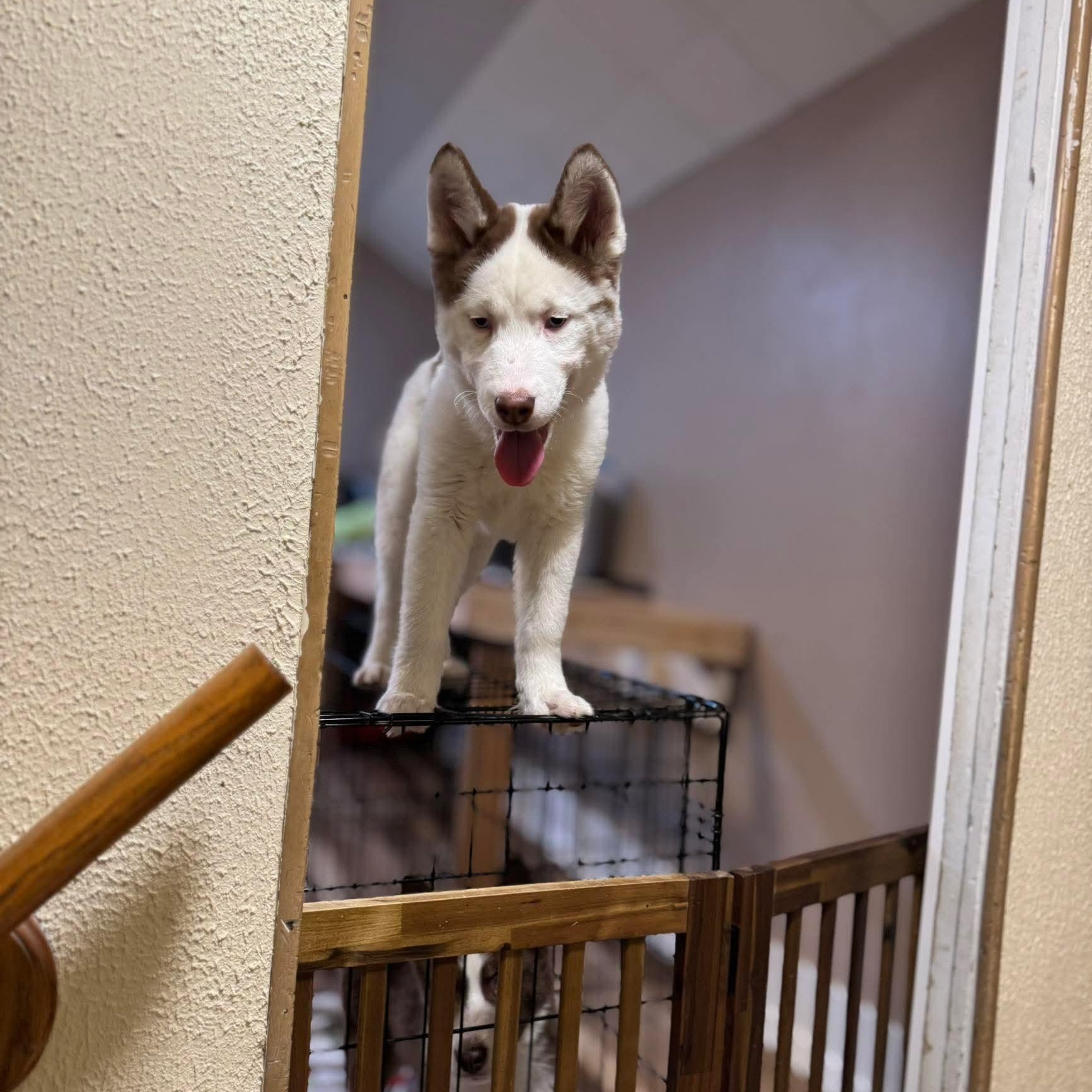 Enlarge Tundra, an adopted mixed breed in Greensburg, PA image 5/6