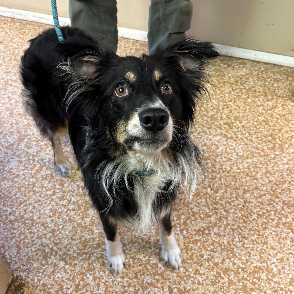 Enlarge Parker, a Adoptable Border Collie in Chehalis, WA image 1/2