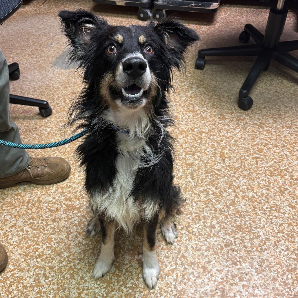 Enlarge Parker, a Adoptable Border Collie in Chehalis, WA image 2/2