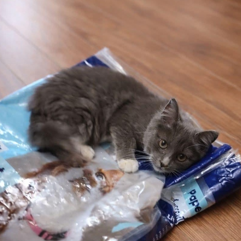 Carley, an adoptable Domestic Medium Hair in Quincy, OH image 1/2