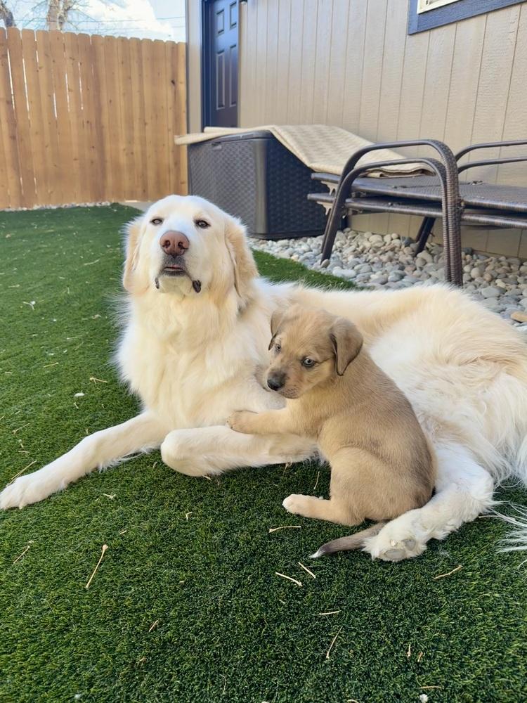 Keith, Adoptable, Puppy Male Catahoula Leopard Dog & Anatolian Shepherd.