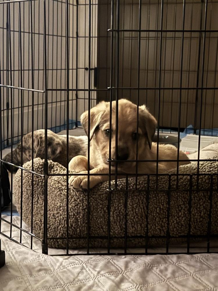 Enlarge Keith, a Adoptable mixed breed in Denver, CO image 2/6