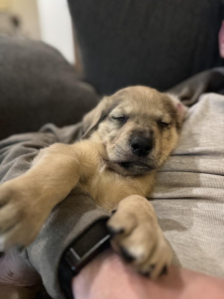 Enlarge Keith, a Adoptable mixed breed in Denver, CO image 3/6