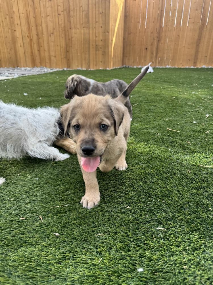 Enlarge Keith, a Adoptable mixed breed in Denver, CO image 4/6