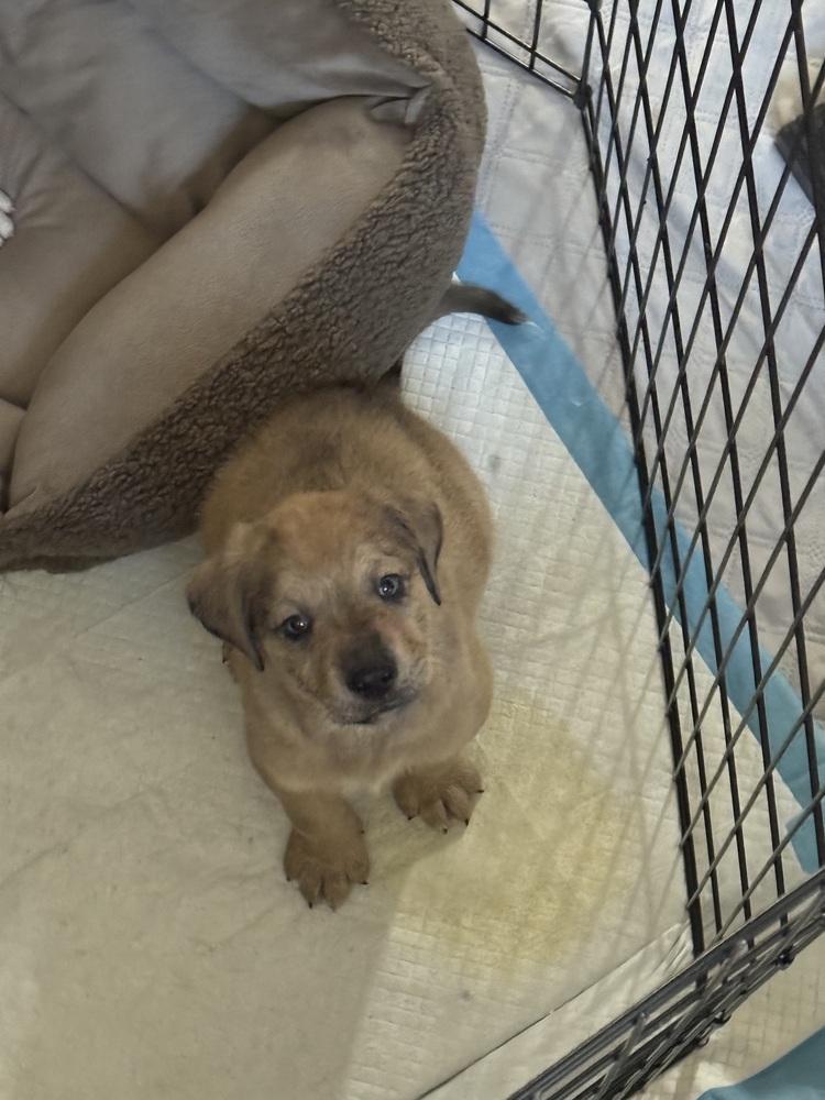 Enlarge Keith, a Adoptable mixed breed in Denver, CO image 5/6