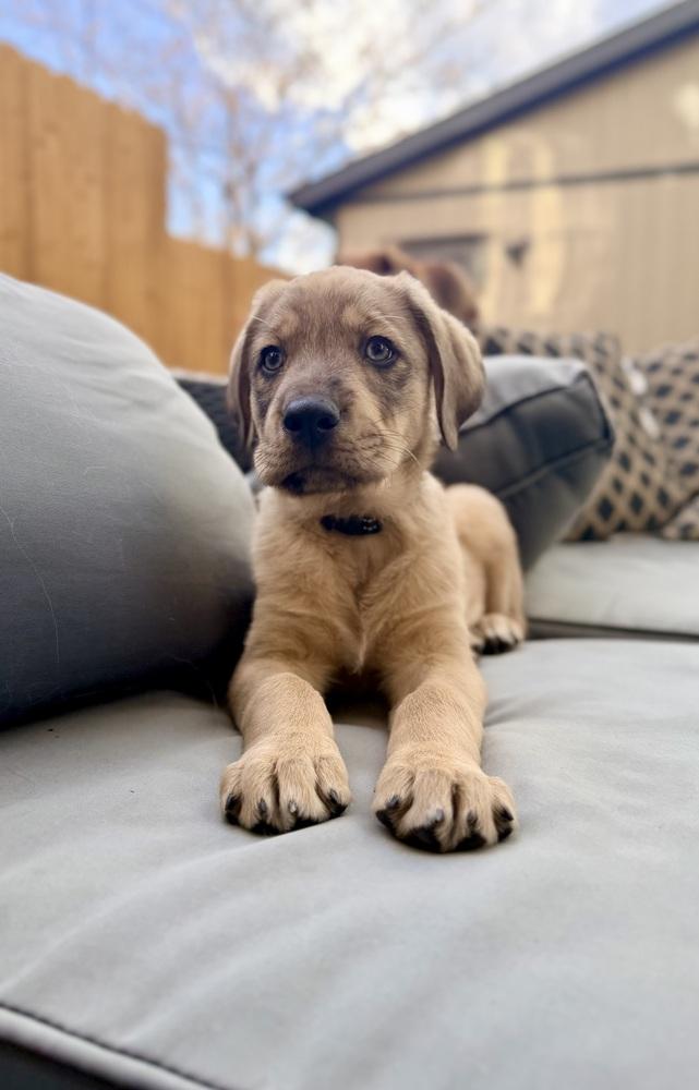 Enlarge Keith, a Adoptable mixed breed in Denver, CO image 6/6