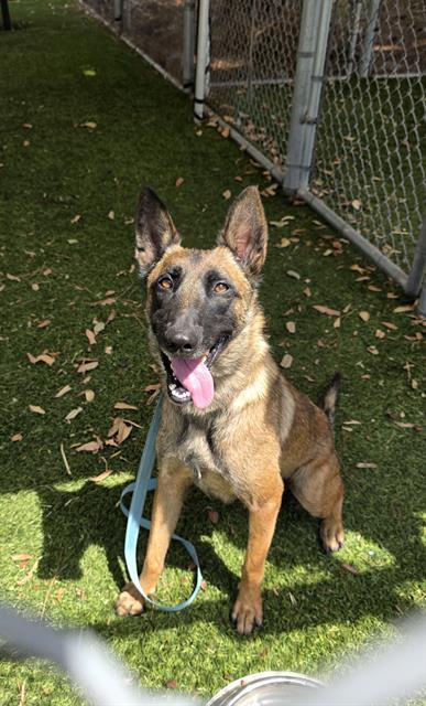 Enlarge SAMANTHA, a Adoptable German Shepherd Dog in Downey, CA image 1/1