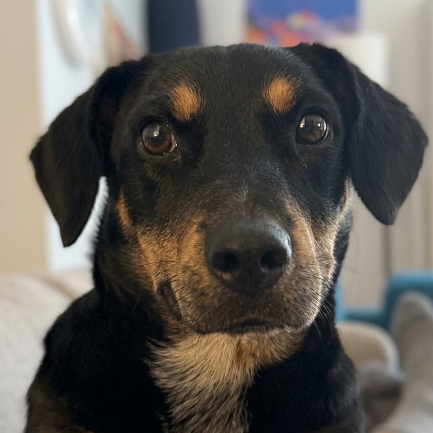 MJ, a ADOPTABLE mixed breed in Brooklyn, NY image 1/6