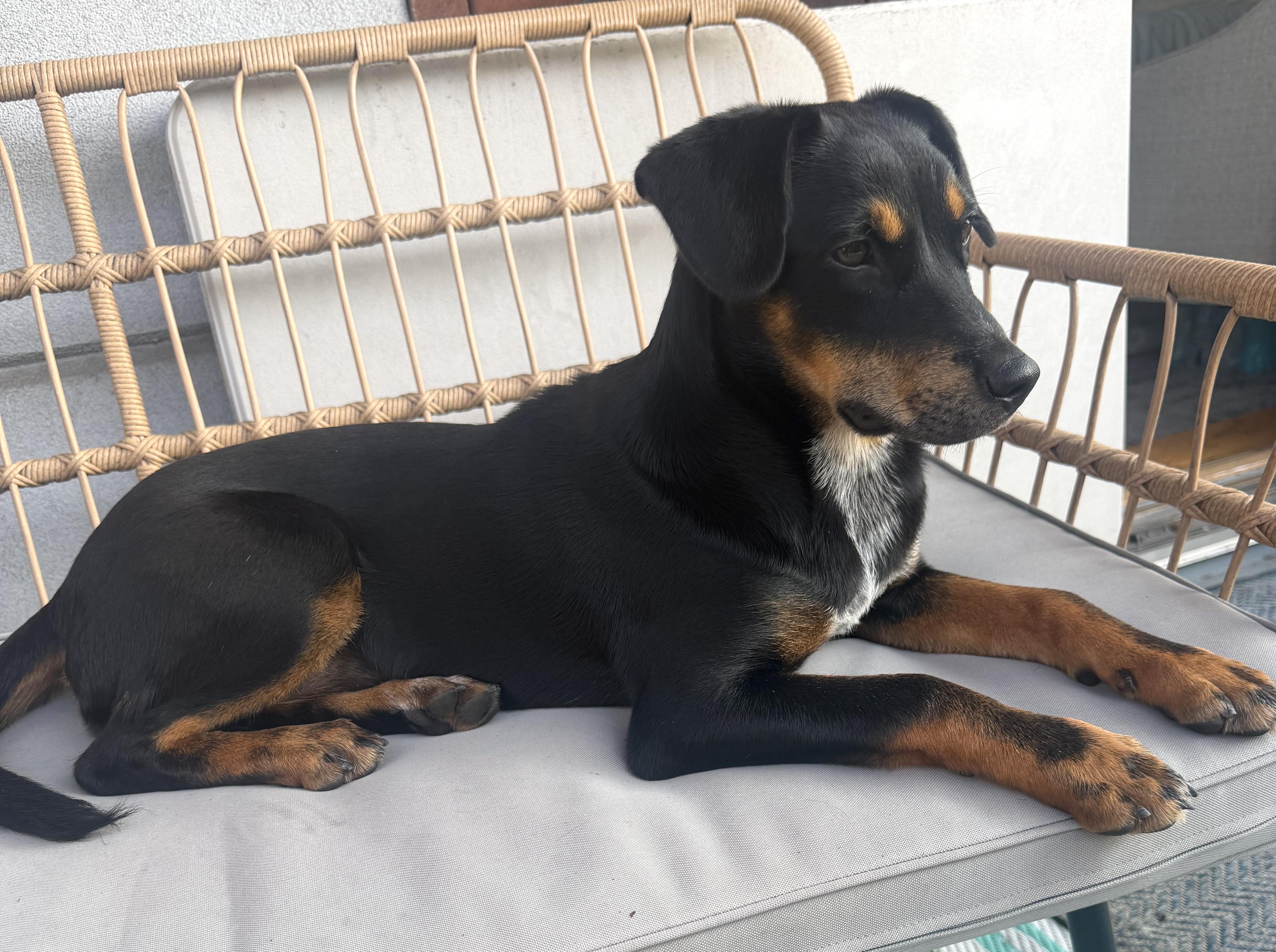 MJ, a ADOPTABLE mixed breed in Brooklyn, NY image 2/6