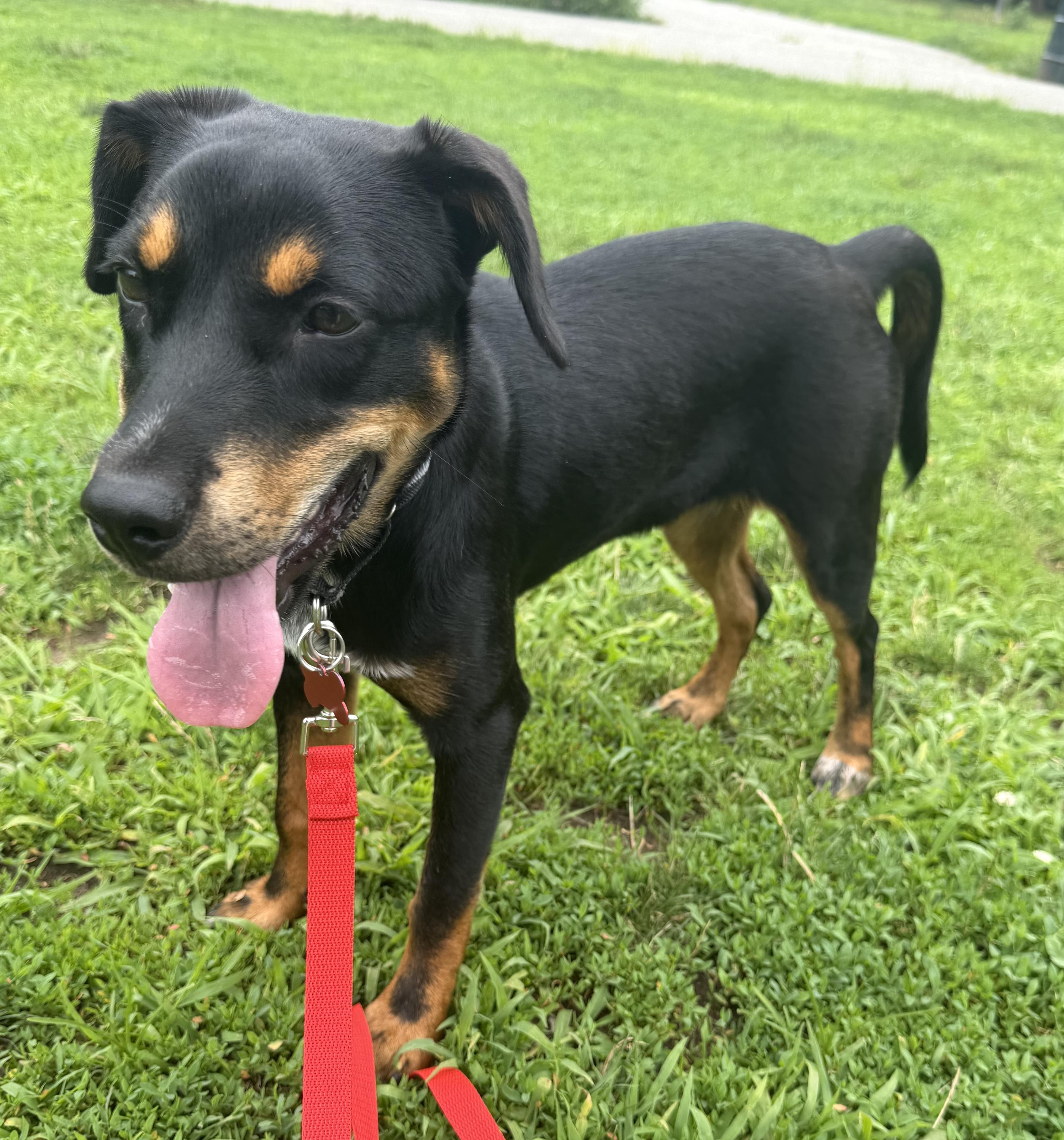 MJ, a ADOPTABLE mixed breed in Brooklyn, NY image 3/6
