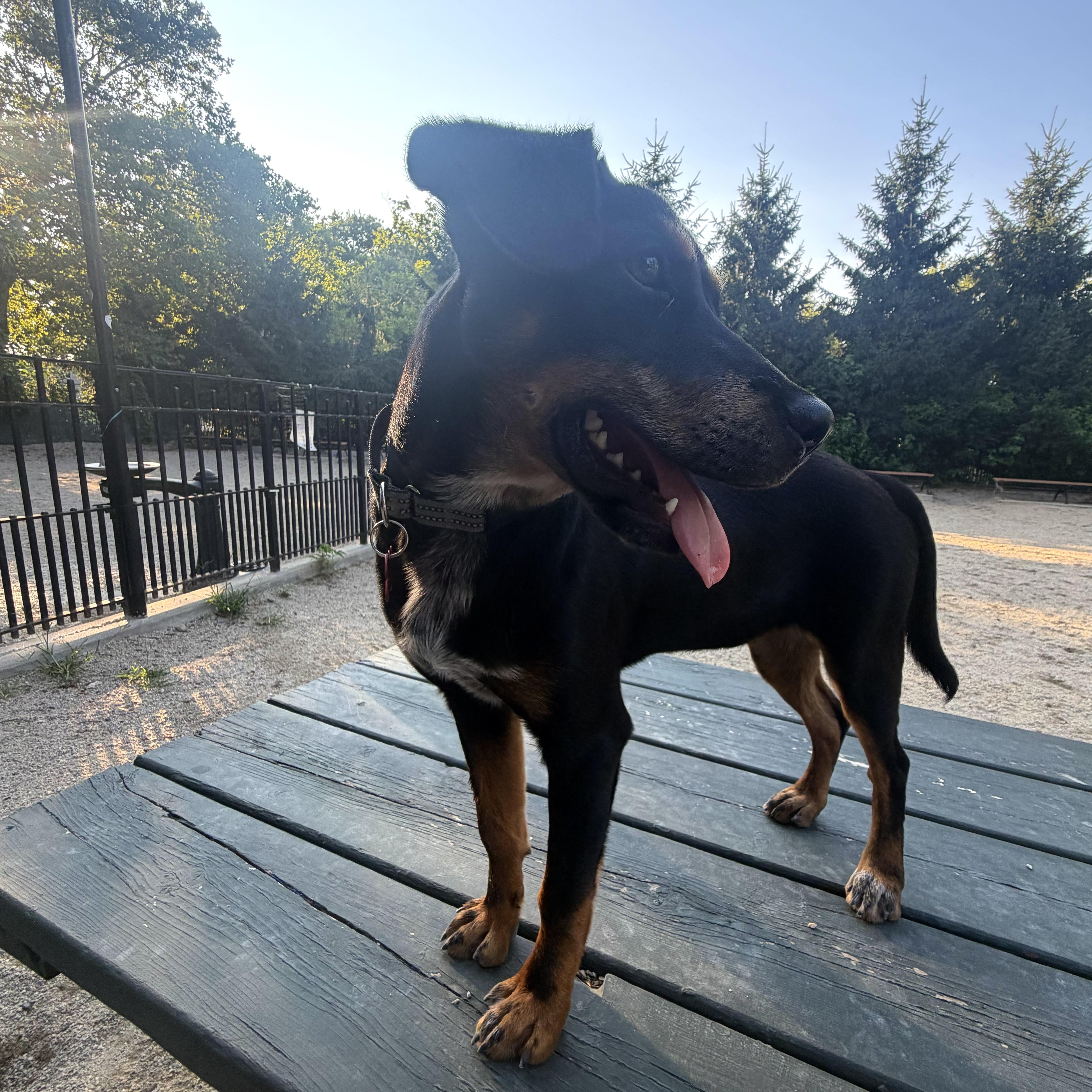 MJ, a ADOPTABLE mixed breed in Brooklyn, NY image 4/6