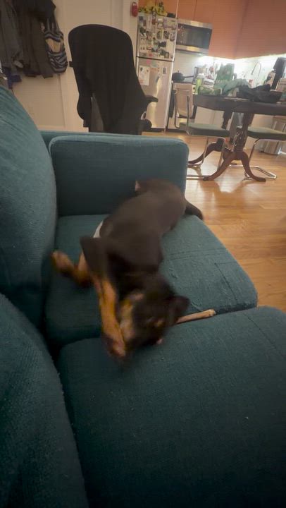 Enlarge MJ, a ADOPTABLE mixed breed in Brooklyn, NY video 6/6