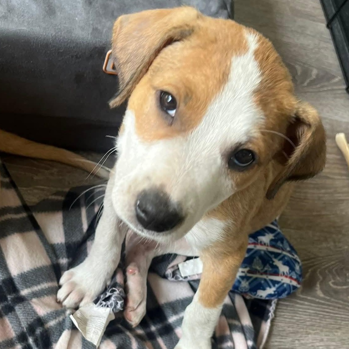 Glory, Adopted, Puppy Female Hound.