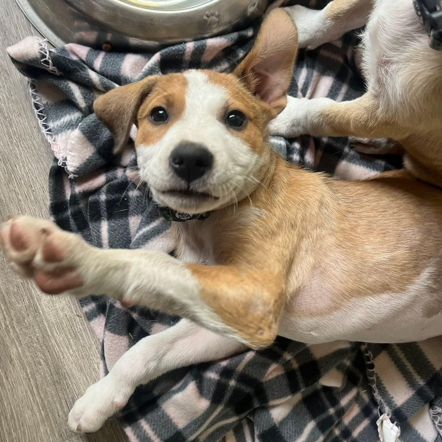 Enlarge Glory, a Adopted Hound in Oswego, IL image 2/3