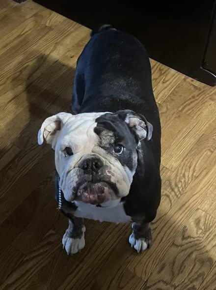 Enlarge MAZIE, a ADOPTABLE English Bulldog in Smithville, MO image 2/3