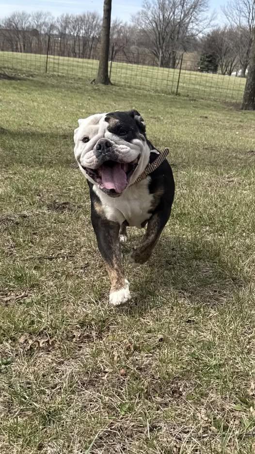 Enlarge MAZIE, a ADOPTABLE English Bulldog in Smithville, MO image 1/3