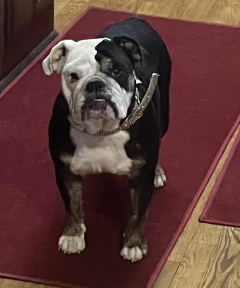 Enlarge MAZIE, a ADOPTABLE English Bulldog in Smithville, MO image 3/3