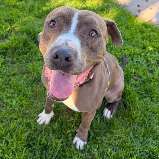 Enlarge Chocolate Latte, a Adoptable Mixed Breed in Davenport, IA image 2/6
