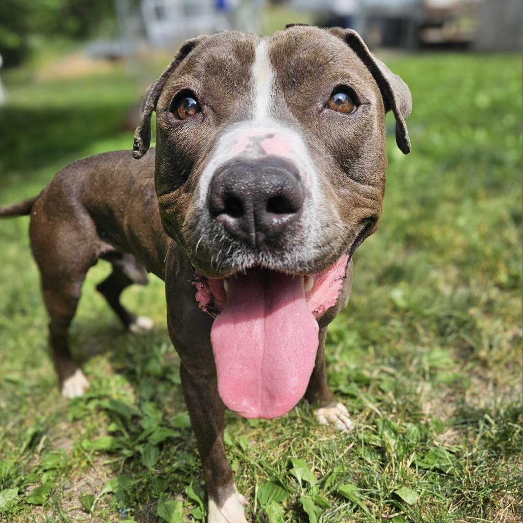 Enlarge Chocolate Latte, a Adoptable Mixed Breed in Davenport, IA image 2/6