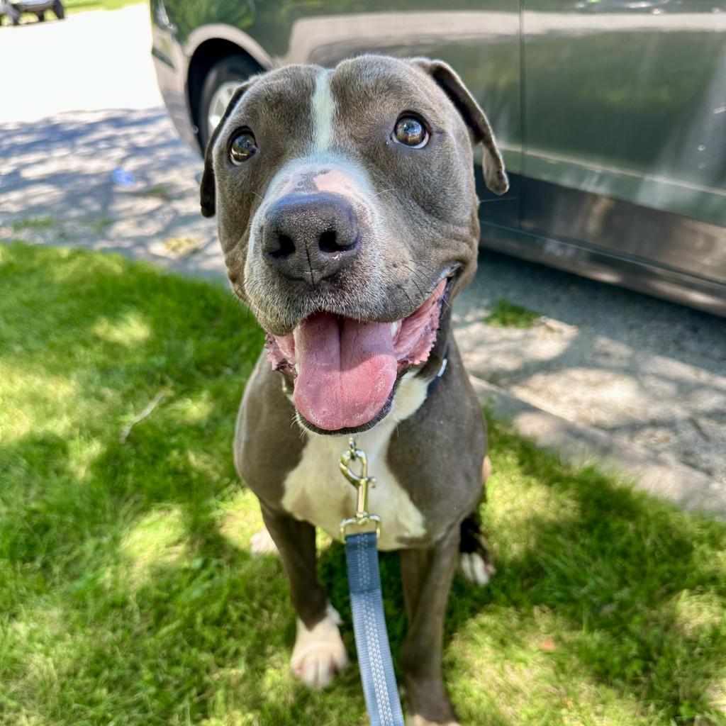 Enlarge Chocolate Latte, a Adoptable Mixed Breed in Davenport, IA image 3/6