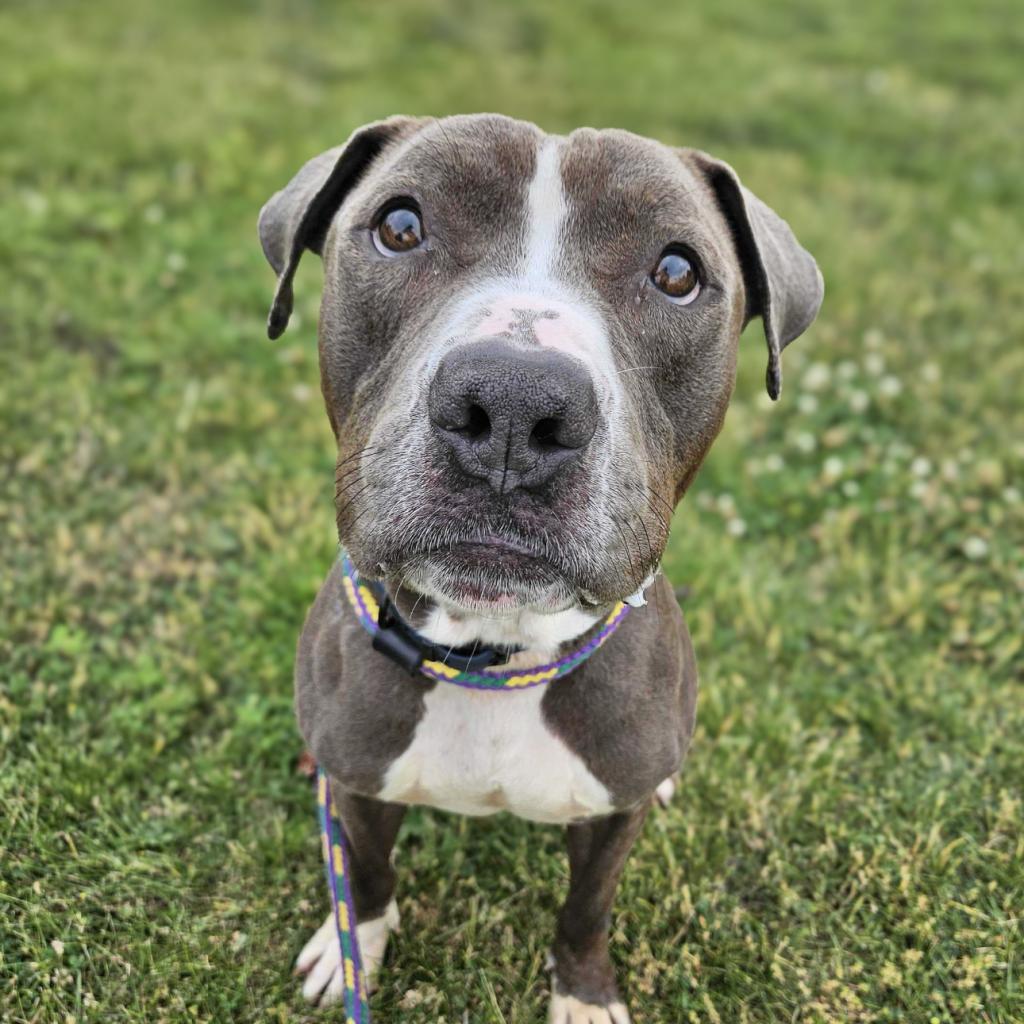 Enlarge Chocolate Latte, a Adoptable Mixed Breed in Davenport, IA image 4/6