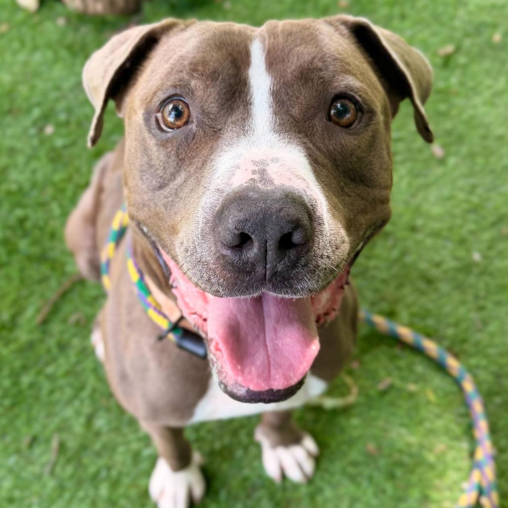 Chocolate Latte, a Adoptable Mixed Breed in Davenport, IA image 4/6