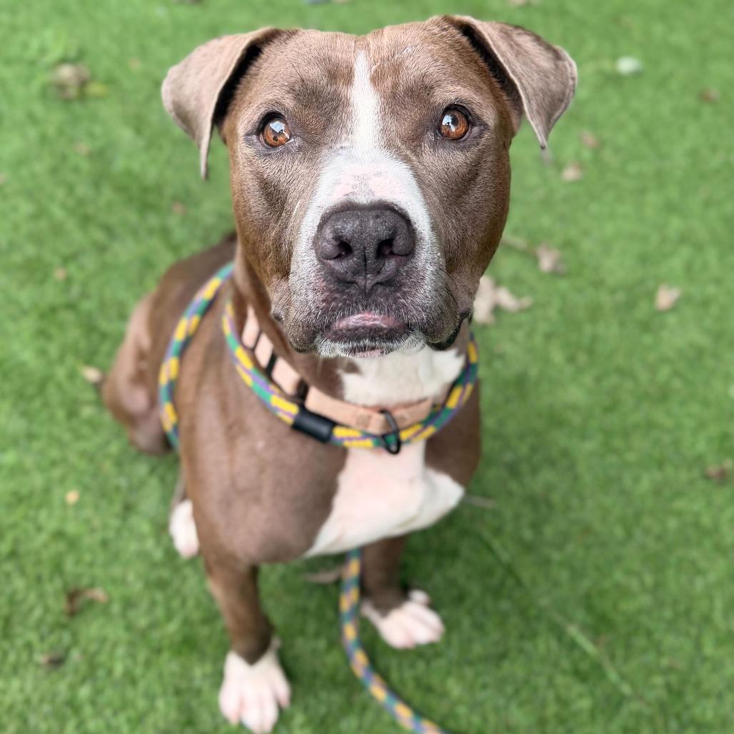 Enlarge Chocolate Latte, a Adoptable Mixed Breed in Davenport, IA image 4/6