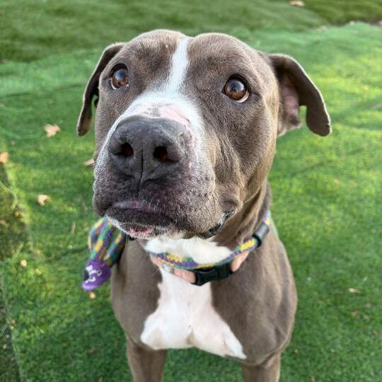 Enlarge Chocolate Latte, a Adoptable Mixed Breed in Davenport, IA image 4/6
