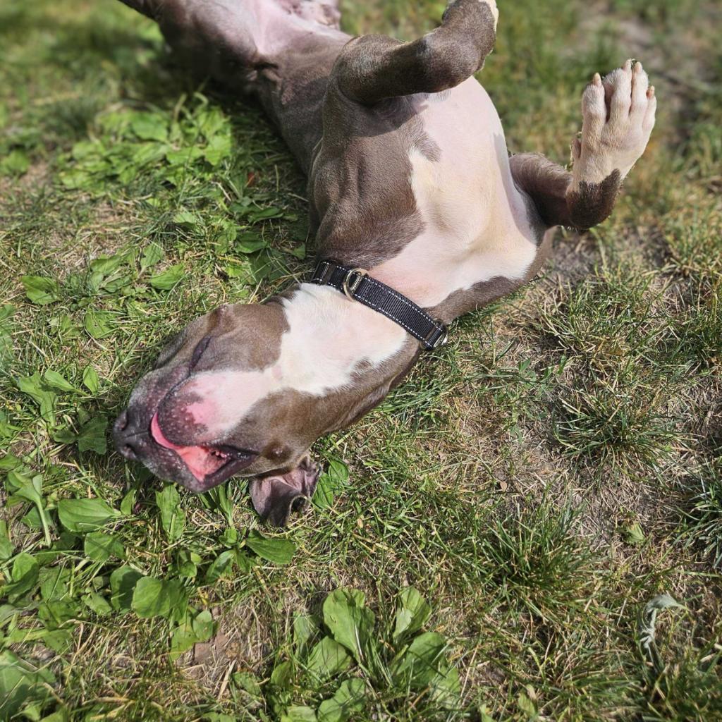 Enlarge Chocolate Latte, a Adoptable Mixed Breed in Davenport, IA image 6/6