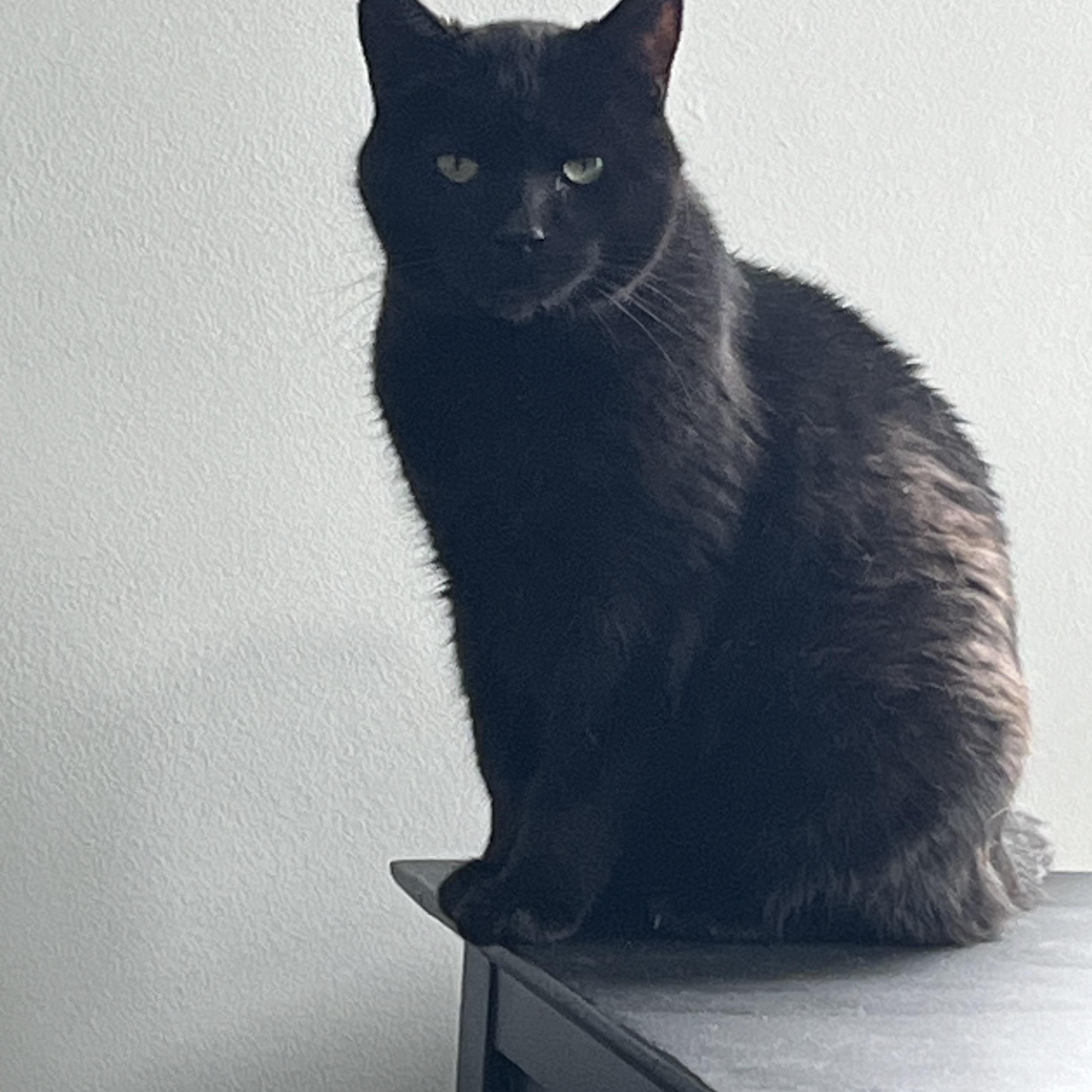 Enlarge Bella Bean, a Adoptable Domestic Short Hair in Charlotte, NC image 6/6