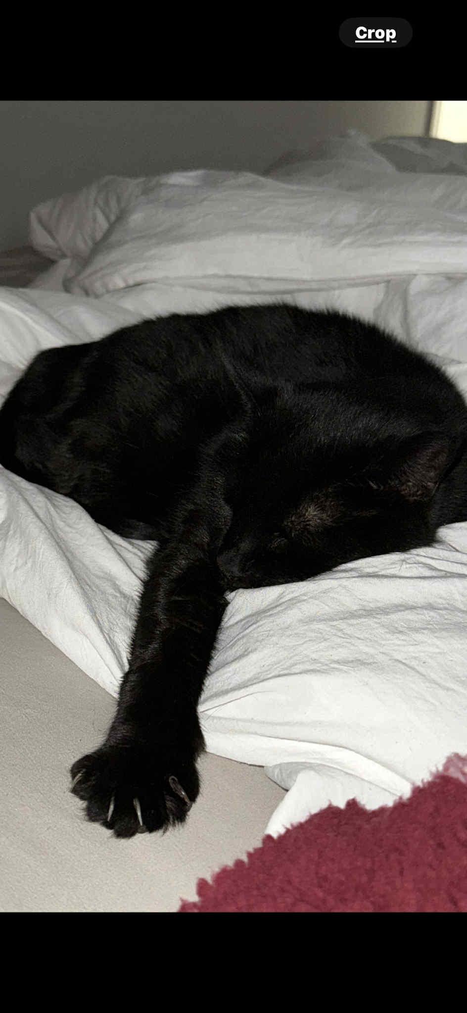 Enlarge Bella Bean, a Adoptable Domestic Short Hair in Charlotte, NC image 2/6