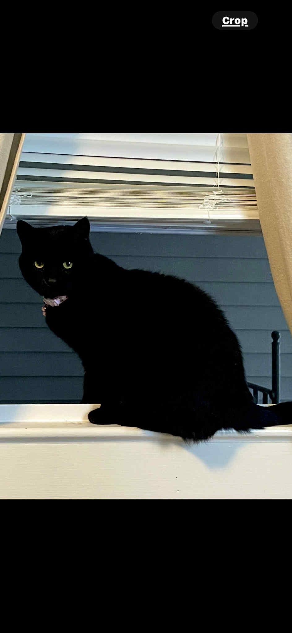 Enlarge Bella Bean, a Adoptable Domestic Short Hair in Charlotte, NC image 4/6