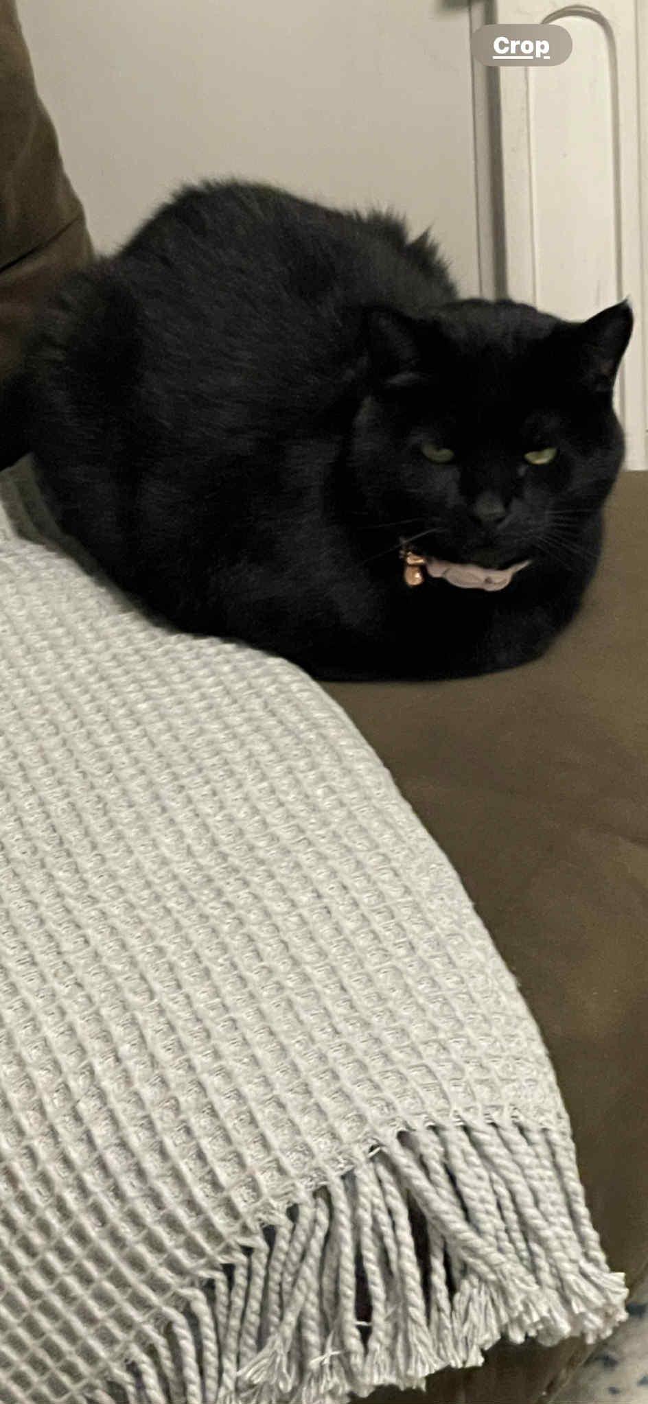 Enlarge Bella Bean, a Adoptable Domestic Short Hair in Charlotte, NC image 5/6