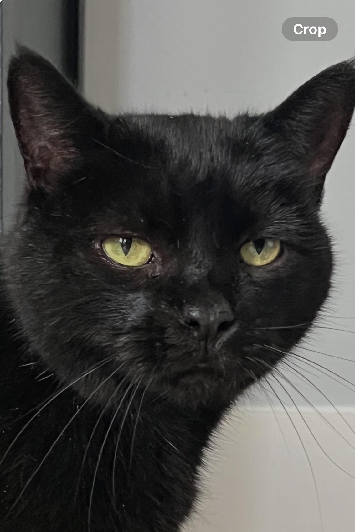 Enlarge Bella Bean, a Adoptable Domestic Short Hair in Charlotte, NC image 3/6
