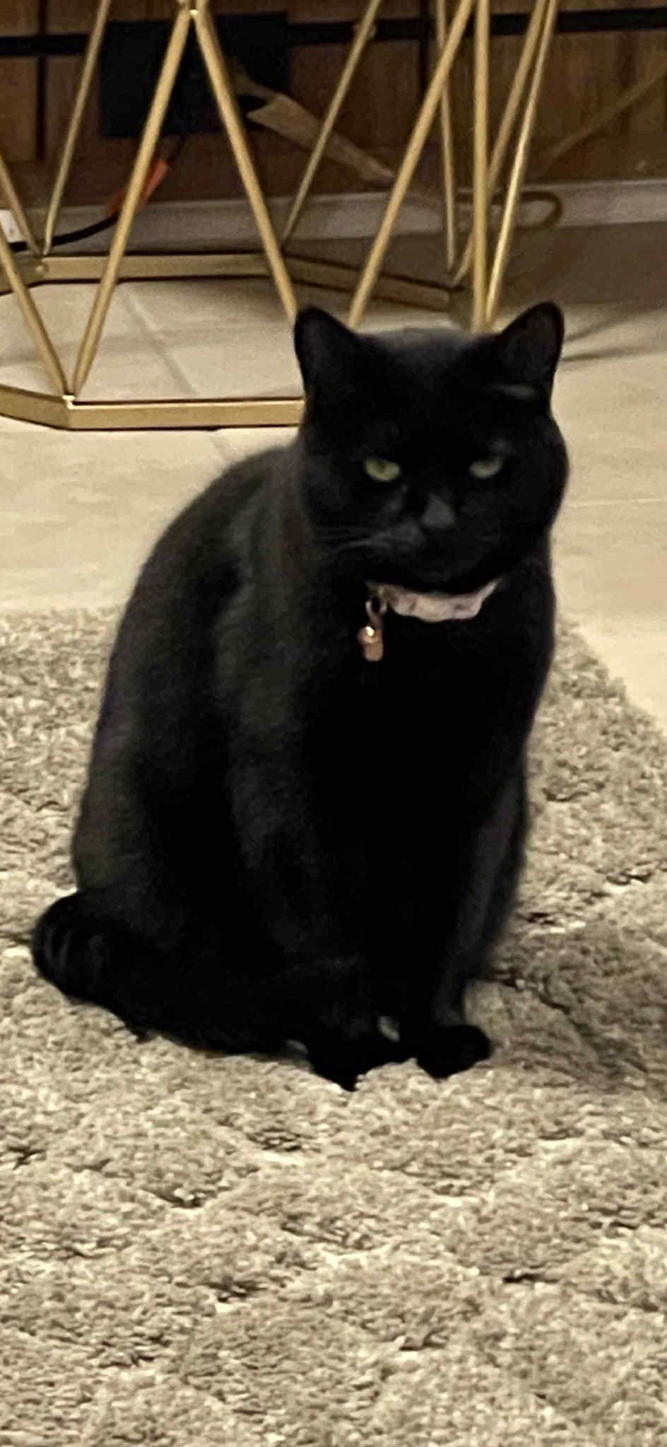 Enlarge Bella Bean, a Adoptable Domestic Short Hair in Charlotte, NC image 1/6