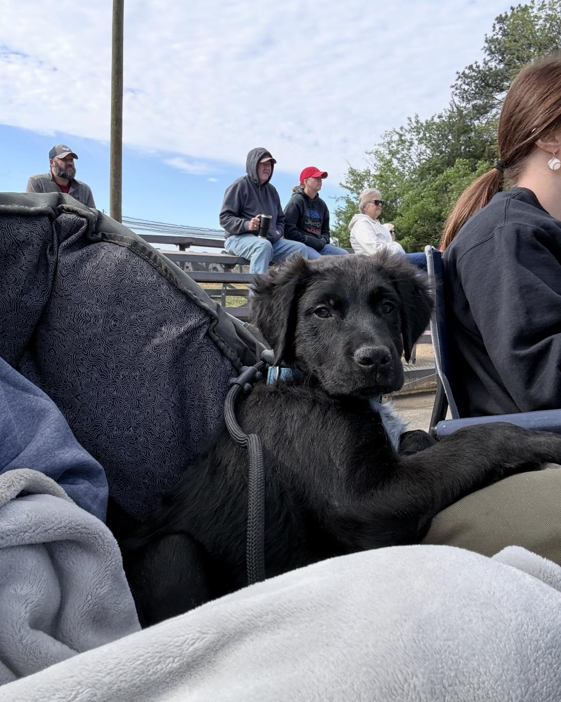 Watson, an adopted mixed breed in Pewaukee, WI image 5/5