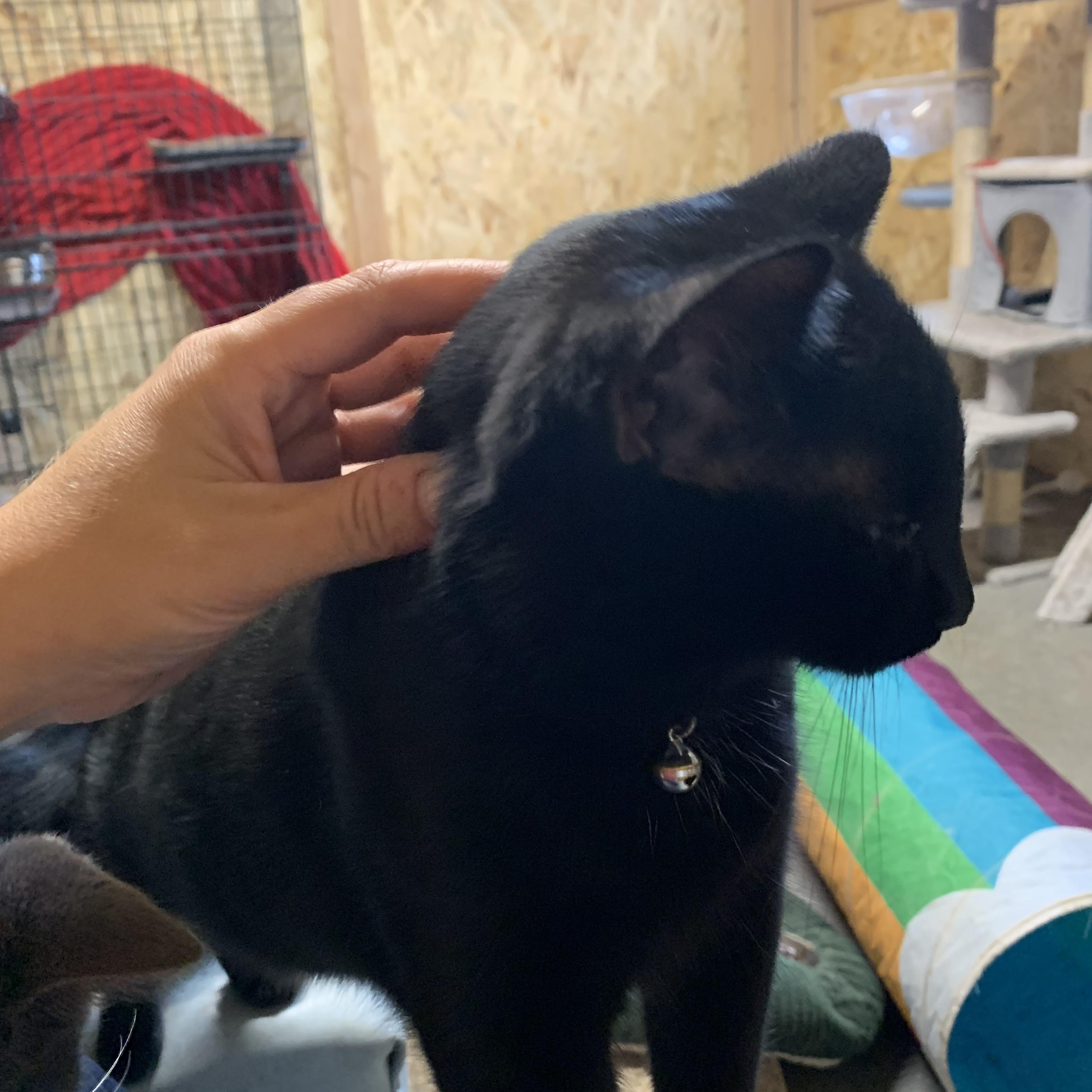 Enlarge Kevin, a Adoptable Domestic Short Hair in Ludington, MI image 4/5