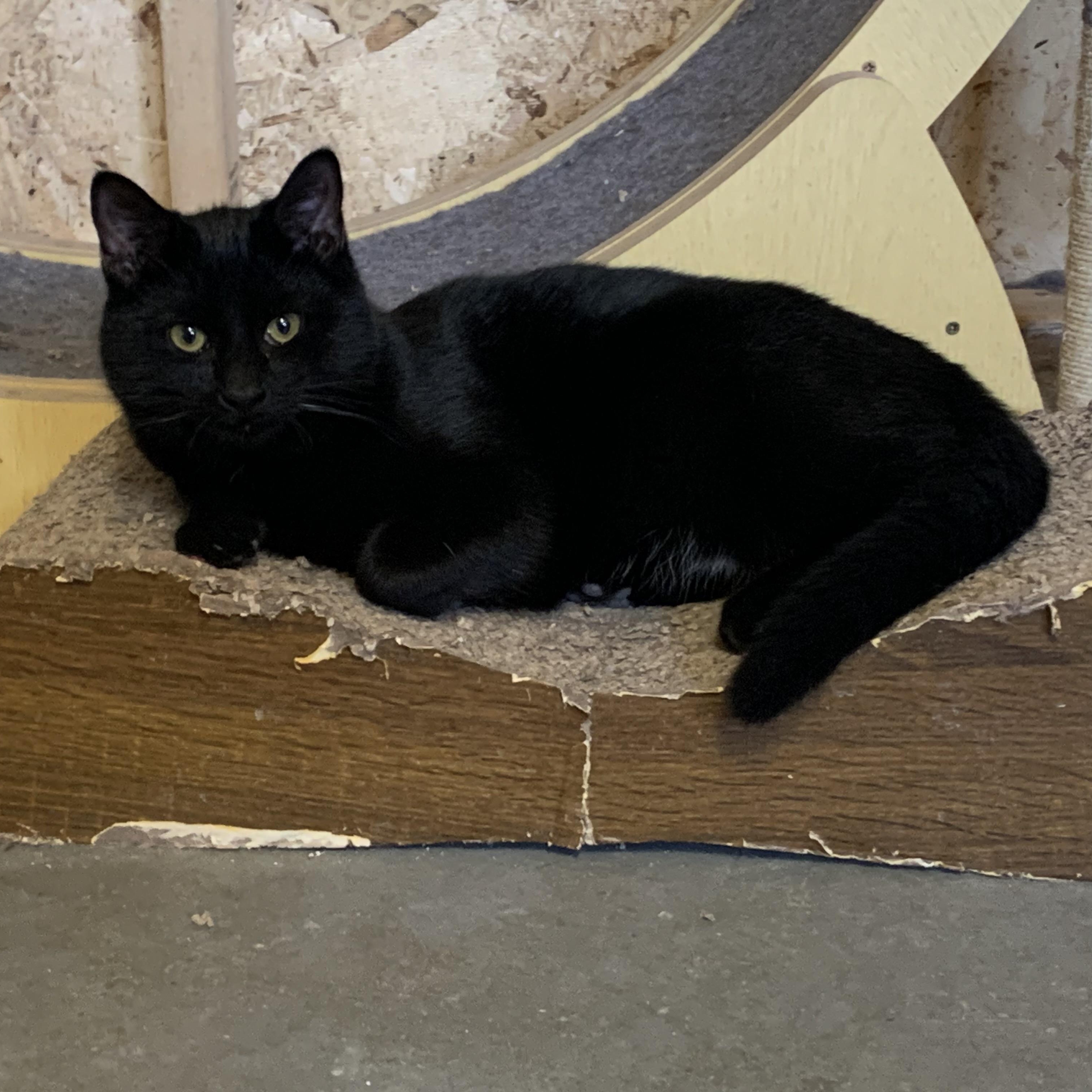 Kevin, Adoptable, Young Male Domestic Short Hair.