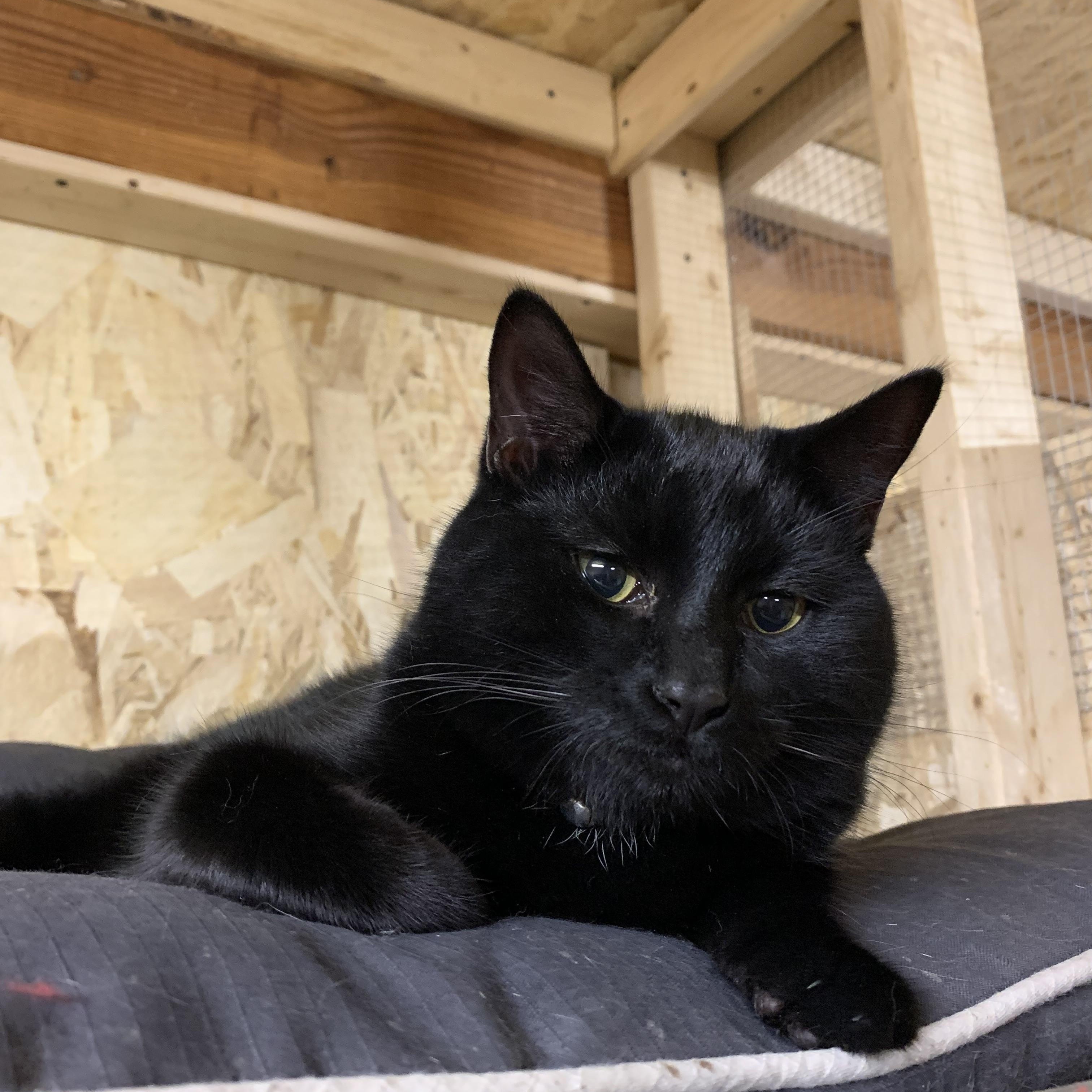 Enlarge Kevin, a Adoptable Domestic Short Hair in Ludington, MI image 2/5