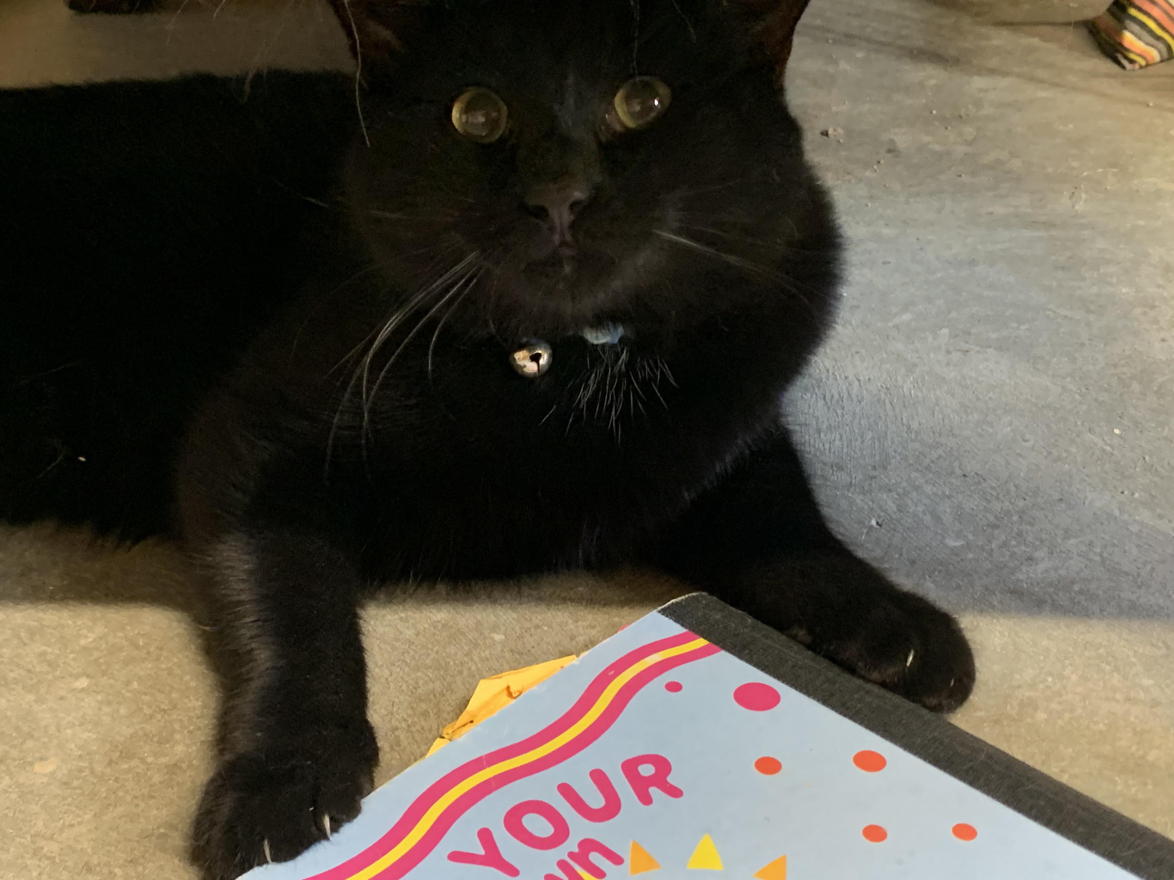Enlarge Kevin, a Adoptable Domestic Short Hair in Ludington, MI image 5/5