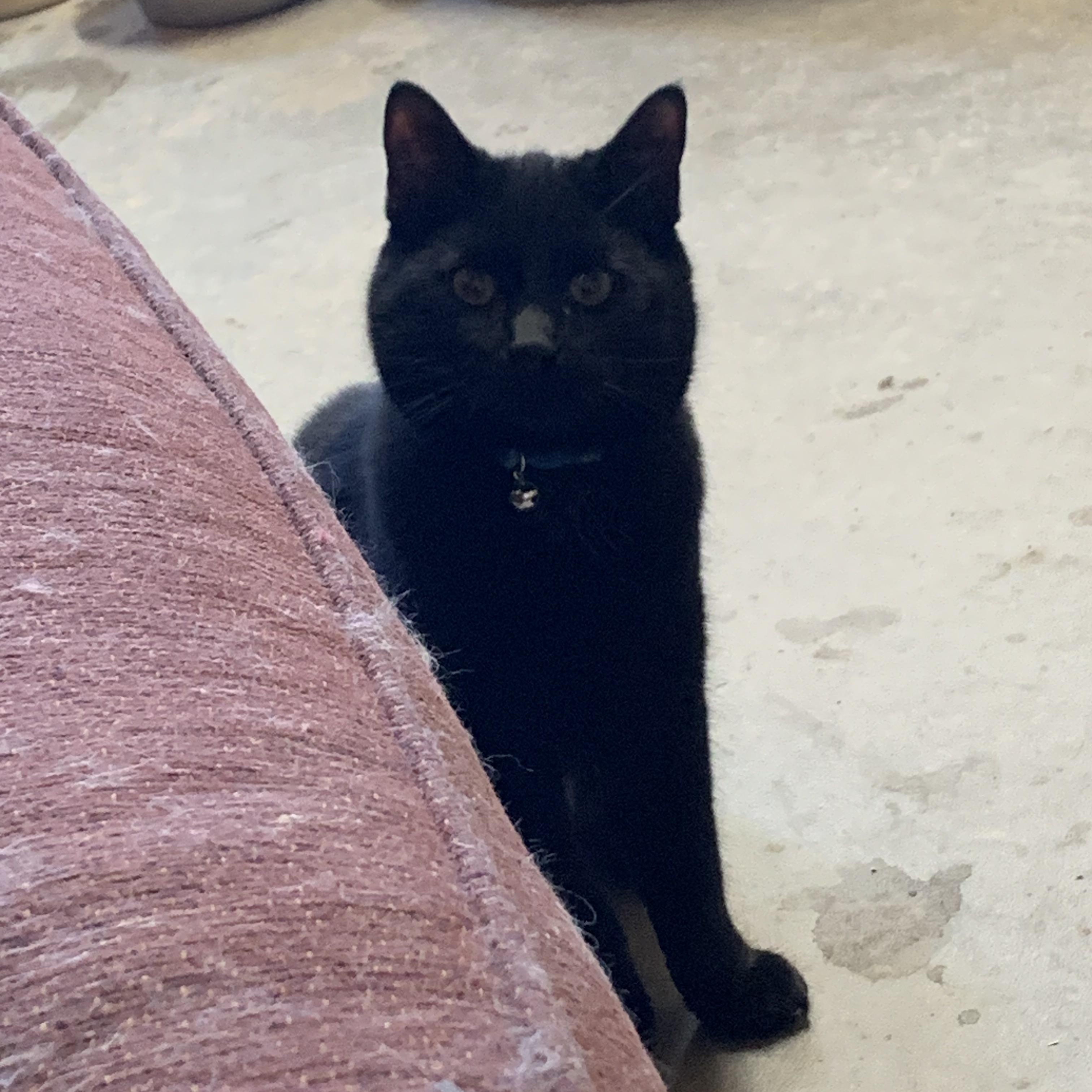 Enlarge Kevin, a Adoptable Domestic Short Hair in Ludington, MI image 3/5