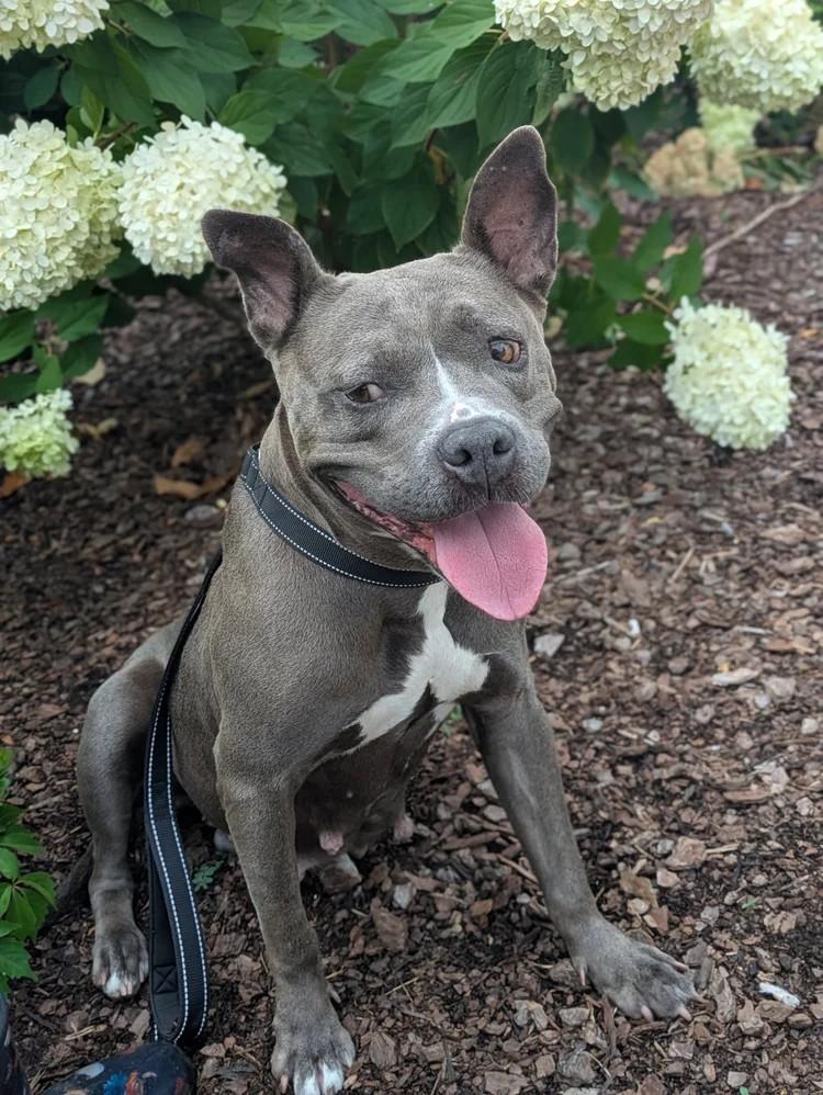 Shelley, a ADOPTABLE mixed breed in Huntsville, AL image 1/5