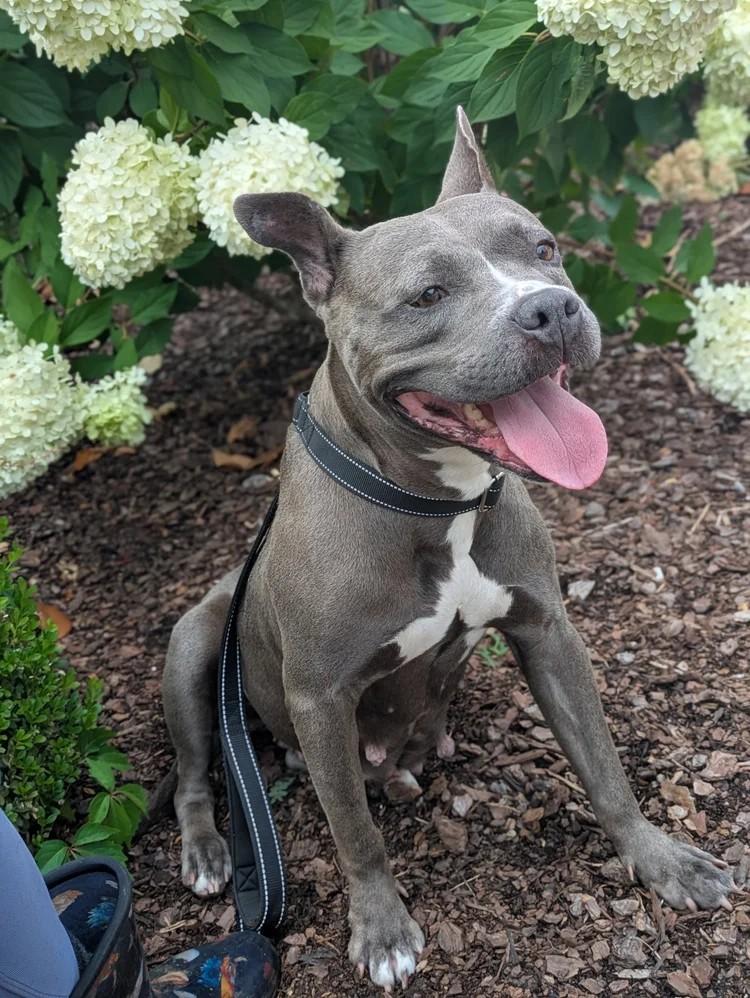 Shelley, a ADOPTABLE mixed breed in Huntsville, AL image 2/5