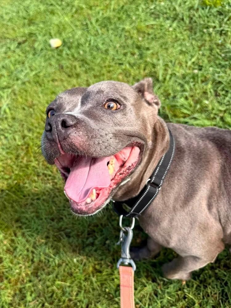 Shelley, a ADOPTABLE mixed breed in Huntsville, AL image 4/5
