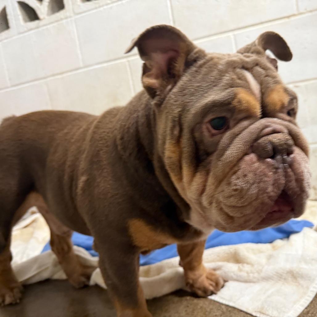 Odin, Adoptable, Adult Male English Bulldog.