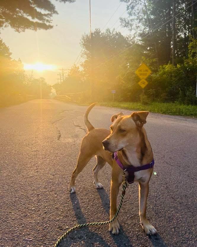Enlarge TASHA -Fostered in the Northeast!!, a Adoptable mixed breed in Fosters, AL image 2/3