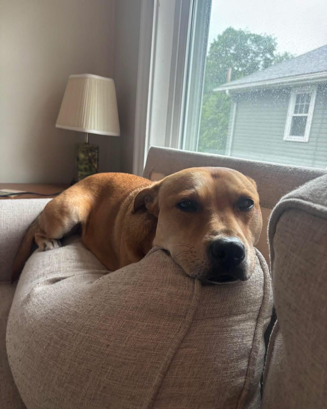 TASHA -Fostered in the Northeast!!, Adoptable, Adult Female Pit Bull Terrier & Labrador Retriever.