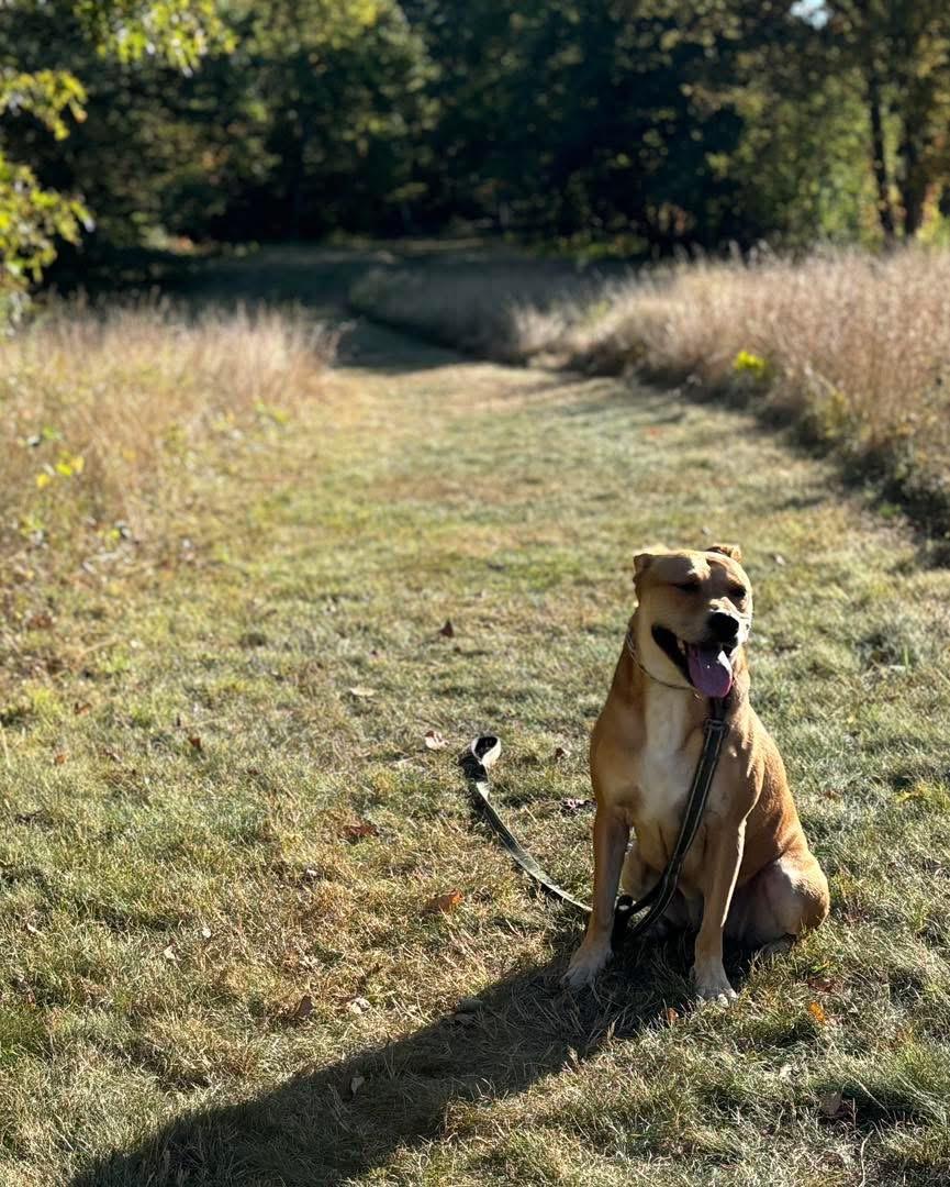 Enlarge TASHA -Fostered in the Northeast!!, a Adoptable mixed breed in Fosters, AL image 3/3
