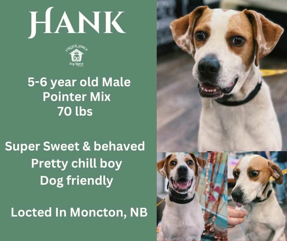 Hank, an adoptable English Pointer in Moncton, NB, E1C 8C8 | Photo Image 5